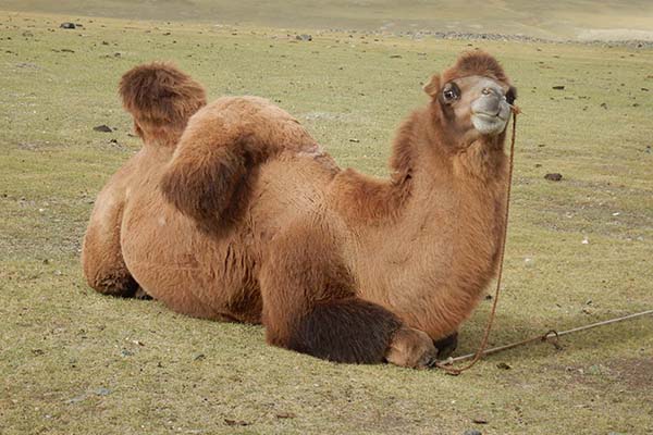 Kamel in der Mongolei