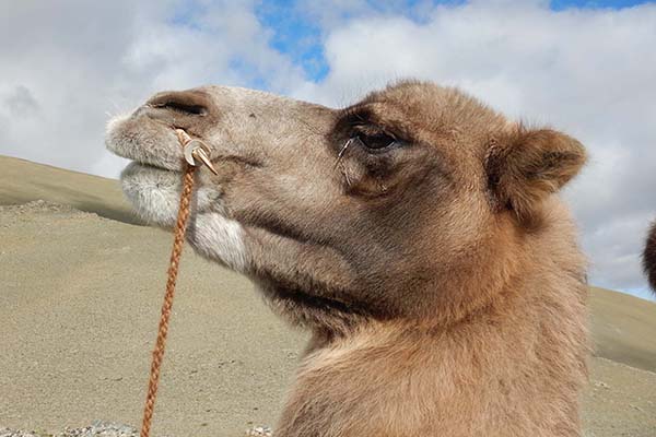 Kamel in der Mongolei